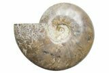 Polished Cretaceous Ammonite (Cleoniceras) Fossil - Madagascar #216113-1